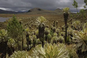 Scenic Prints: Ecuador