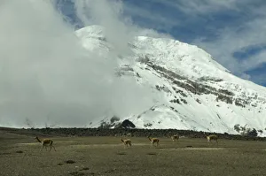 Herd Prints: Ecuador Peak