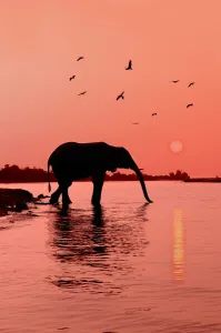 Namibia Prints: Chobe