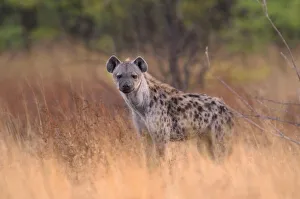 Namibia Prints: Hyena