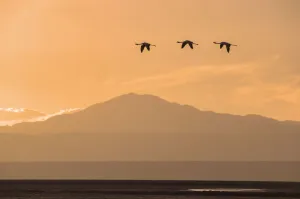 Bird Prints: Flamingo