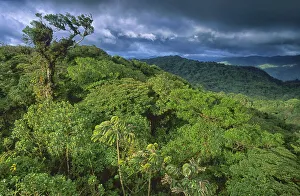 Cloud Forest Prints: Forest Reserve