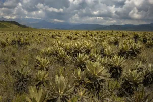 Landscape Prints: Frailejon