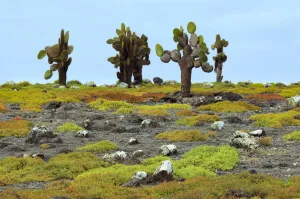 Galapagos