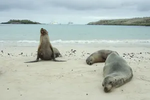 Galapagos