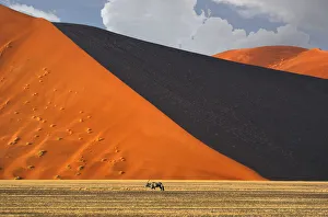 Gemsbok