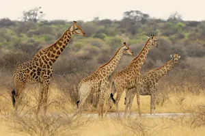 Namibia Prints: Giraffe
