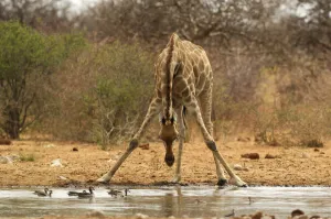 : Giraffe