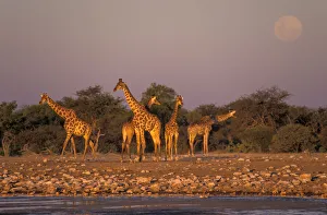 Namibia Prints: Giraffes