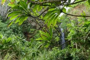 Nature Prints: Hawaii