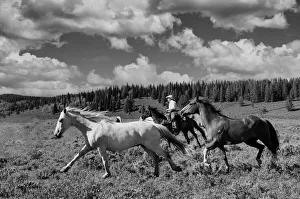 American West Prints: Horses