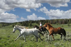 Horses