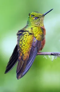 Bird Prints: Hummingbird