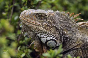 Animal Prints: Iguana