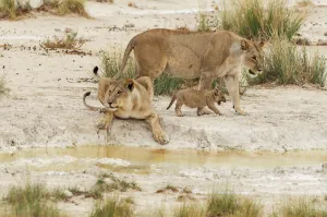 Lion