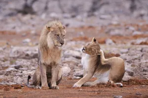 Namibia Prints: Leo