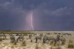 Namibia Prints: Zebra