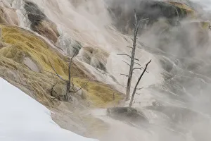 American West Prints: Mammoth Hot Springs