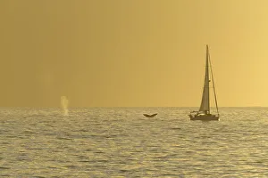 Hawaii Prints: Maui Whale Watching