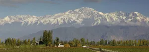Argentina Prints: Mendoza