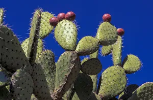 Latin America Prints: Nopal