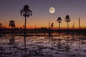 Sunset Prints: Swamp