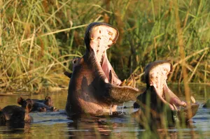 : Namibia