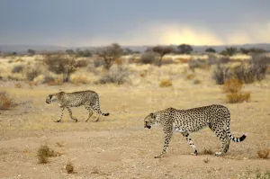 : Namibia