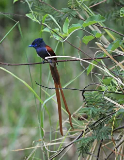 : Namibia