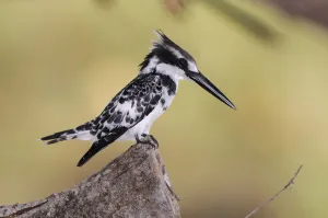 : Namibia