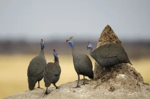 : Namibia