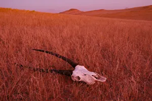 Namibia Prints: Namibia