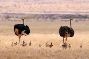 Namibia Prints: Namibia