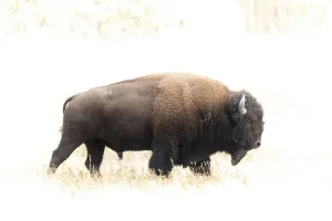 American West Prints: Bison