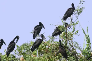 Stork