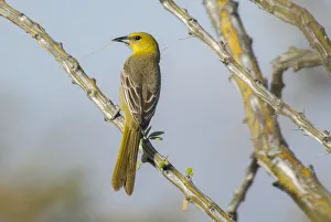 Bird Prints: Oreole
