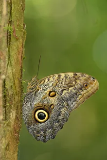 Forest Prints: Owl butterfly