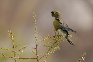 Bird Prints: Parrot