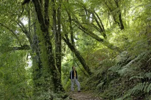 Green Prints: Patagonia Forest