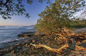 Coast Prints: Playa Langosta