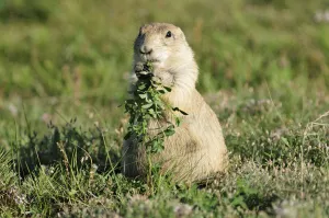 American West Prints: Prairie Dog