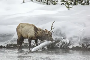 American West Prints: Roosevelt elk in winter