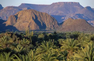Desert Prints: San Ignacio