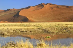 Namibia Prints: Oryx