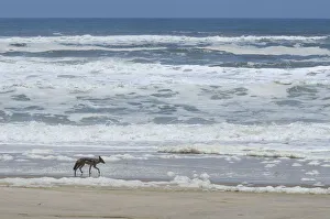 Namibia Prints: Skeleton Coast