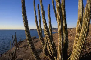 Latin America Prints: Sonora
