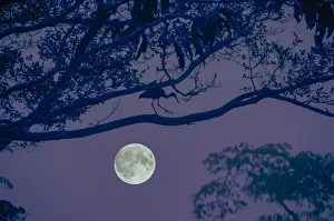 Bird Prints: Moon