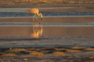 Bird Prints: Chile