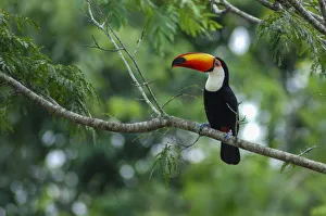 Bird Prints: Tucan