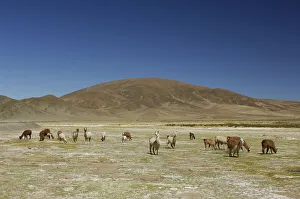 Herd Prints: Llama